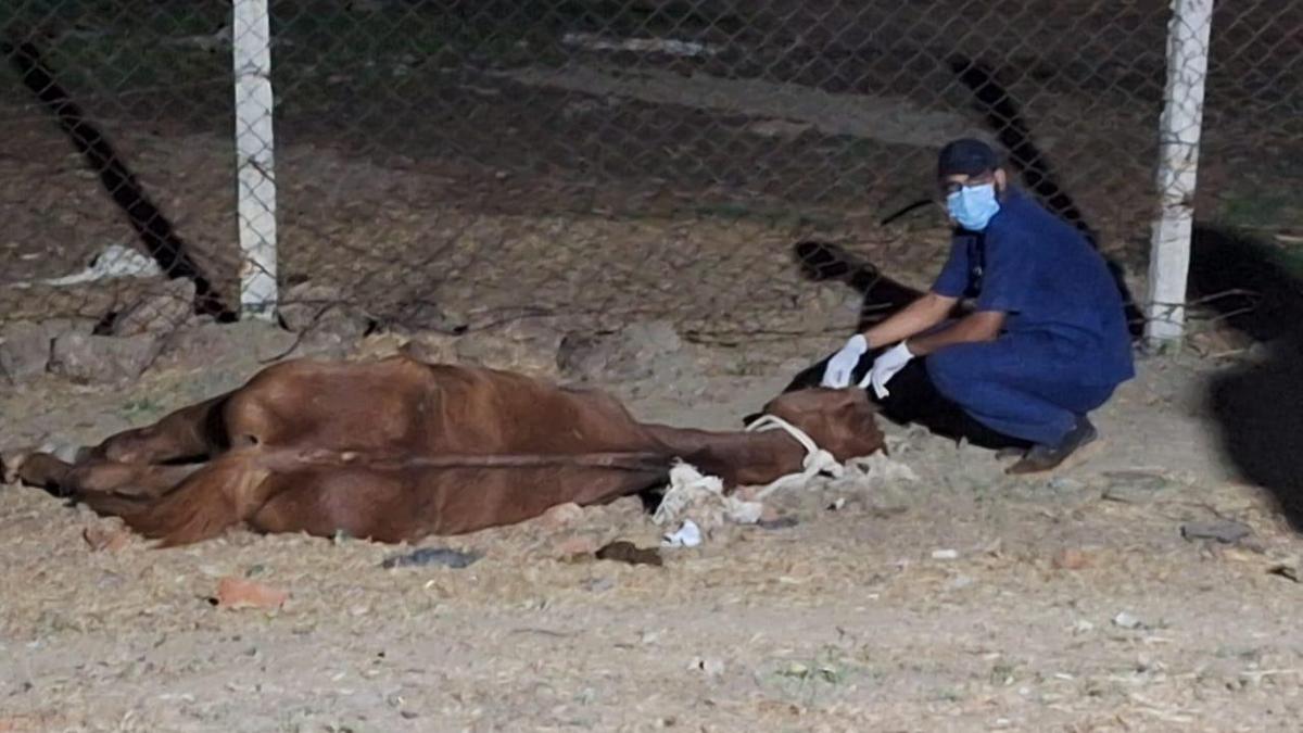 How 57 racing horses from Hyderabad ended up in Jabalpur:, M.P government orders probe after 8 die